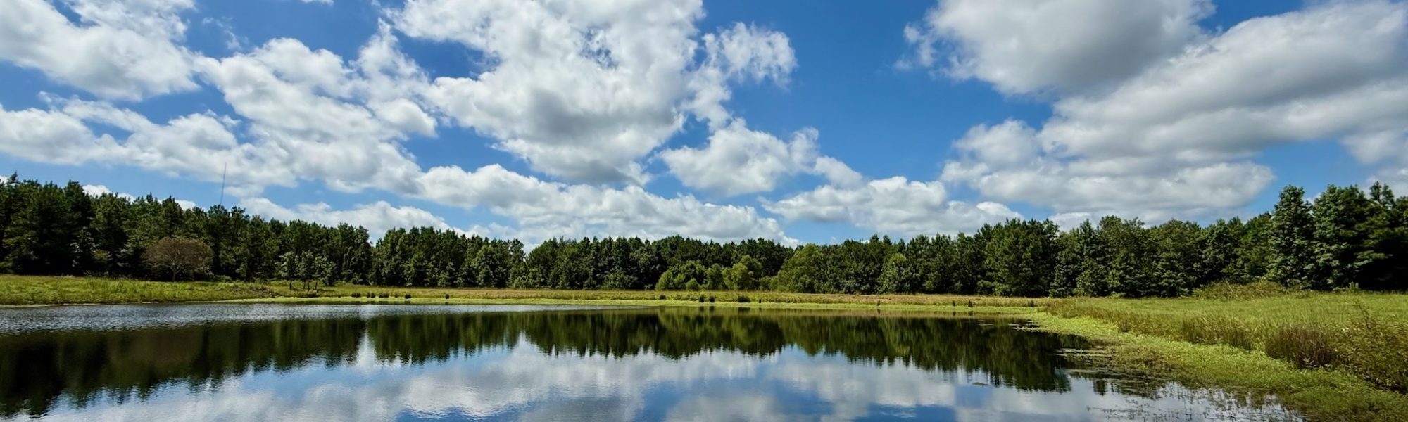 Pond