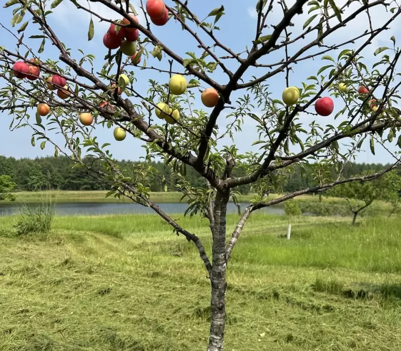 Fruit orchard nearby
