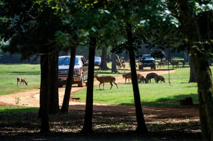 Local Attractions